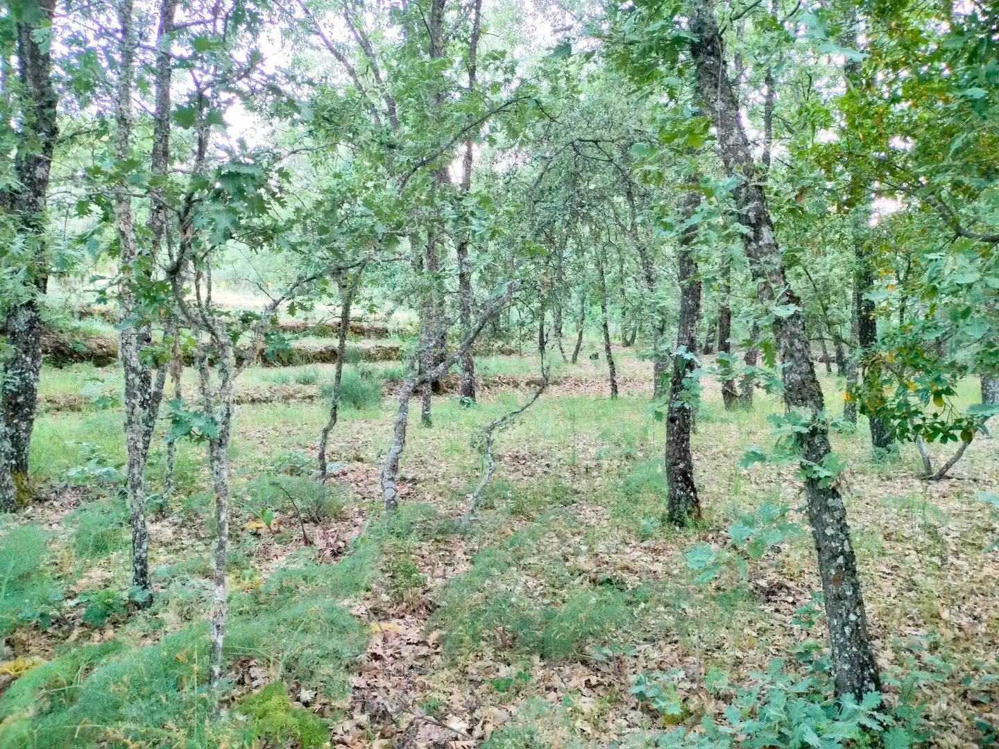 Terreni e lotti in vendita a Villanueva de la Vera, imagen 10
