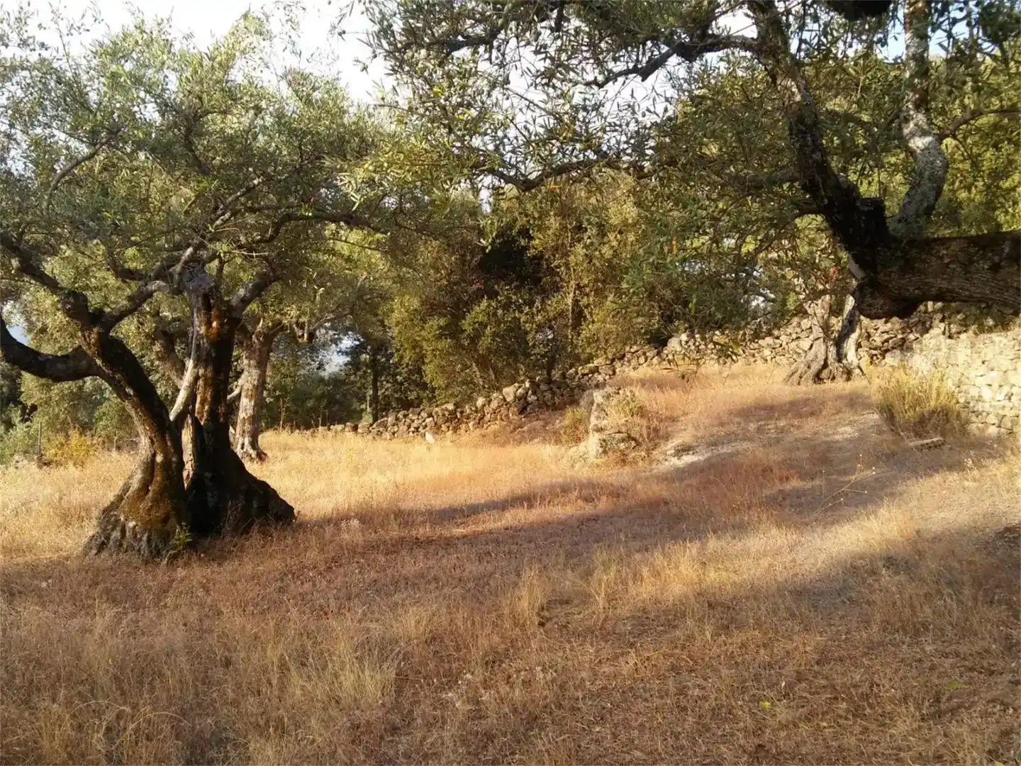 Terreno en venta en Pedro Bernardo