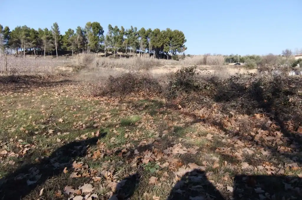 Terreny rústic en venda a Les Borges Blanques