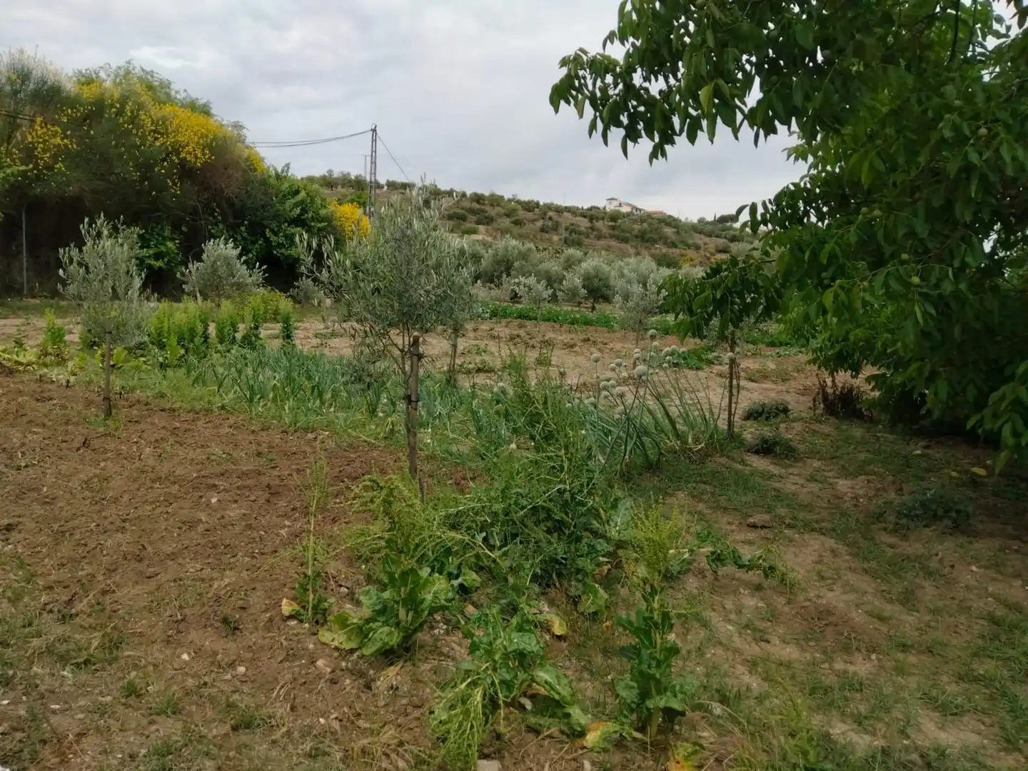 Casa rústica en venta en Partidas Sur, imagen 16