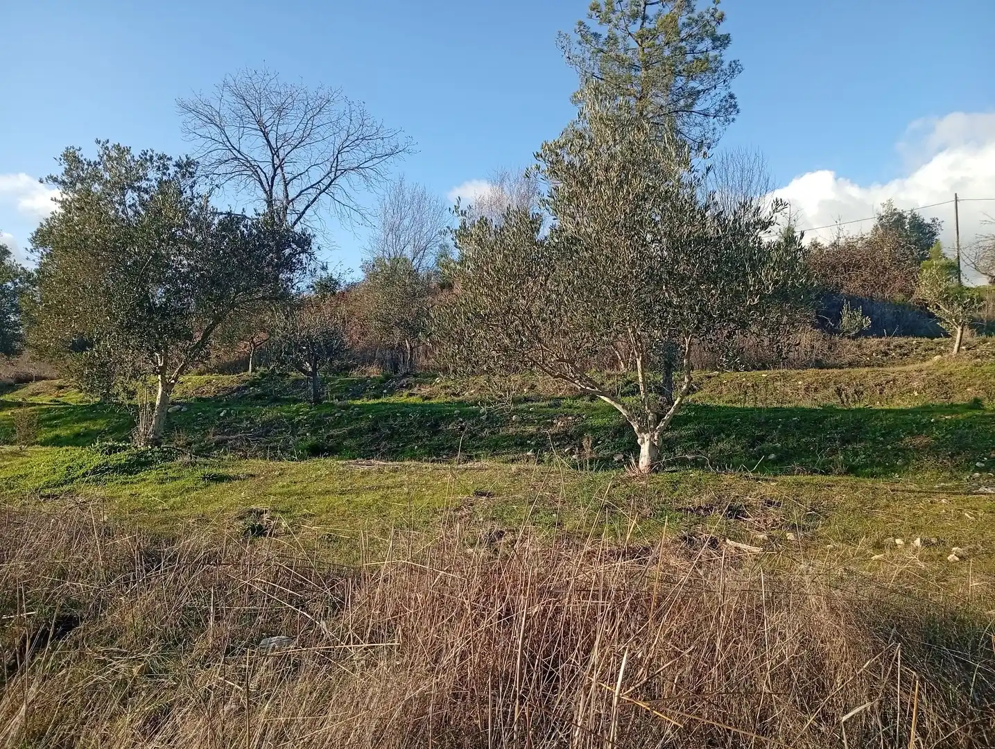 Land for sale in Losar de la Vera