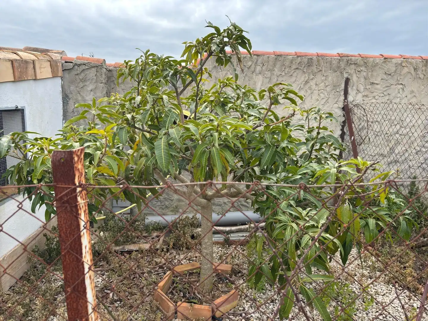 Casa rústica amb jardí en venda a Vejer, imagen 27