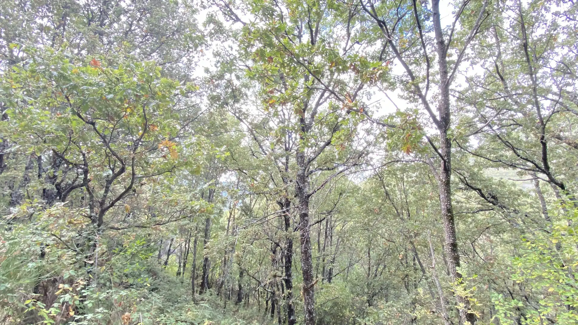 Terreno en venta en Tornavacas