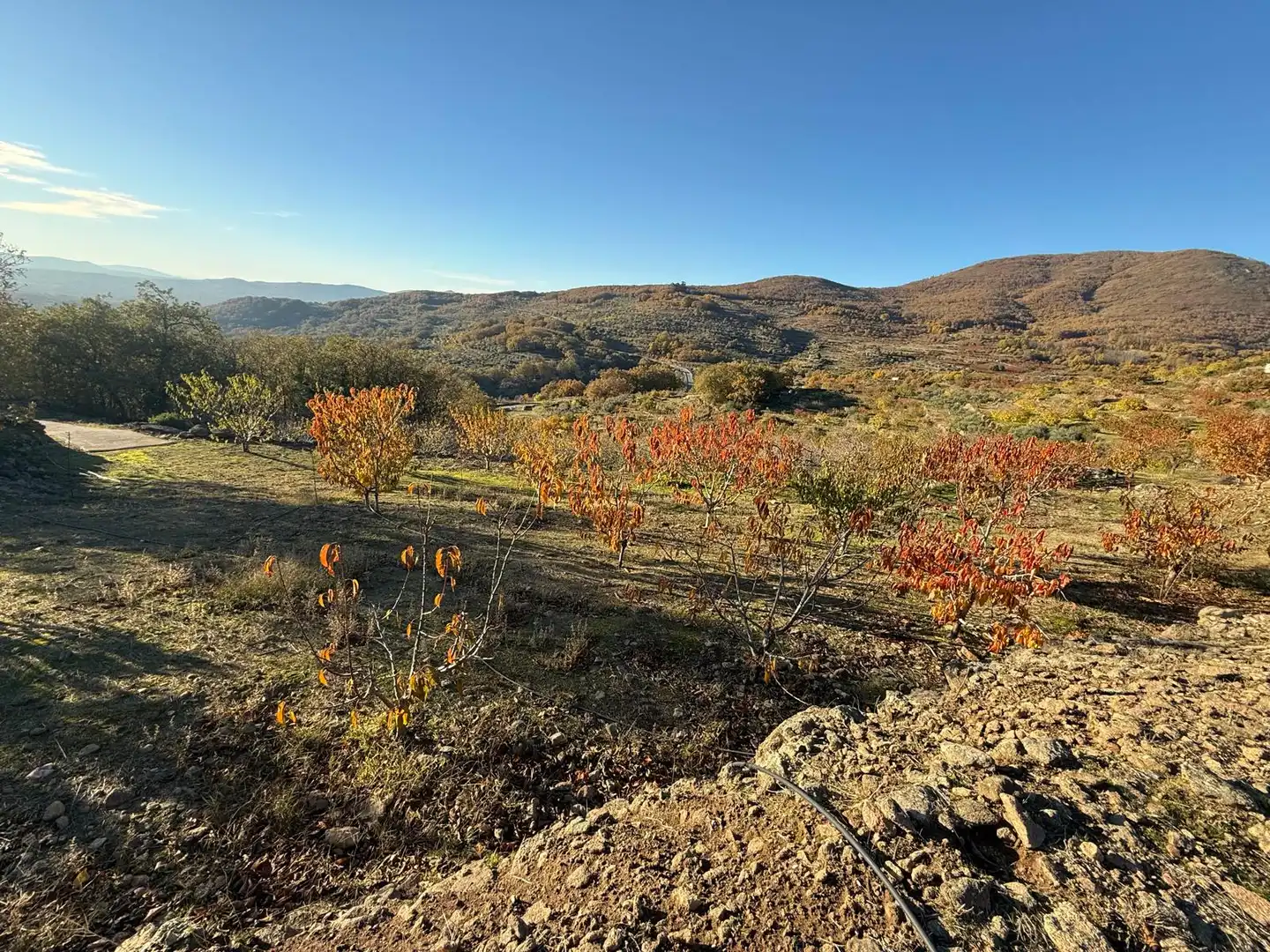 Land for sale in Arroyomolinos de la Vera