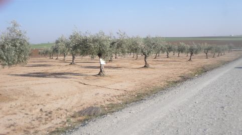 OLIVAR DE ESQUINA, imagen 4