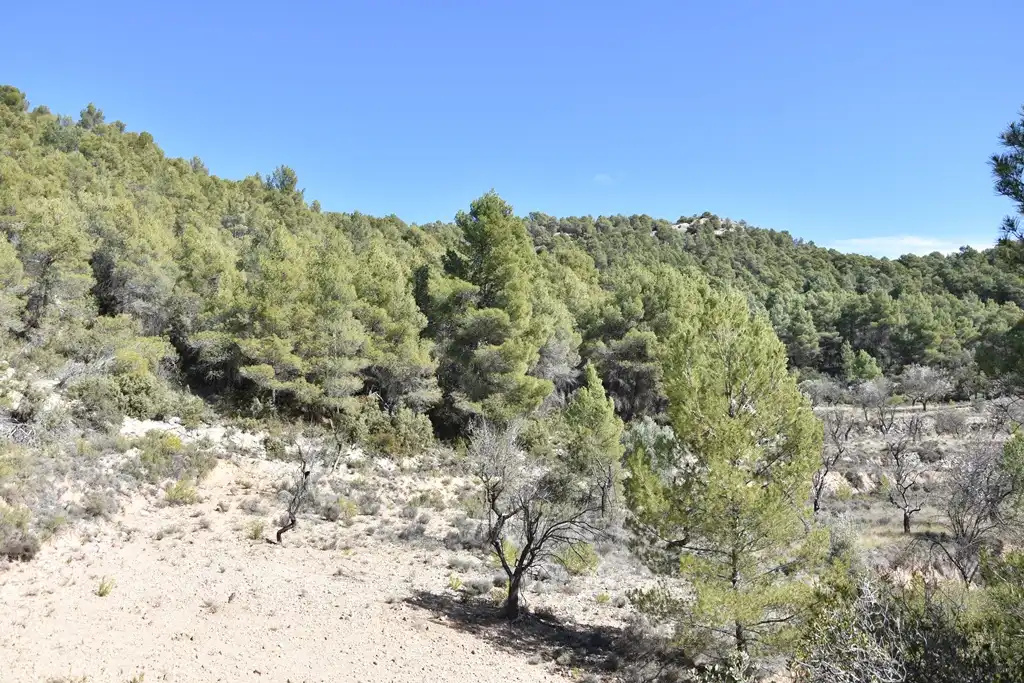 Land for sale in Fuentespalda