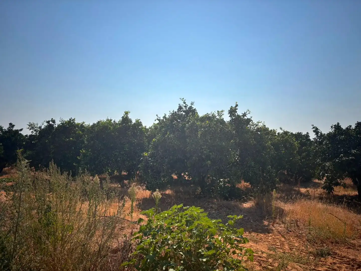 Finca rústica en venda en Huévar del Aljarafe amb Jardí privat, Traster i Piscina