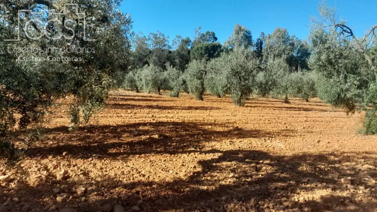 Terreni e lotti in vendita a Almonte ciudad, imagen 5