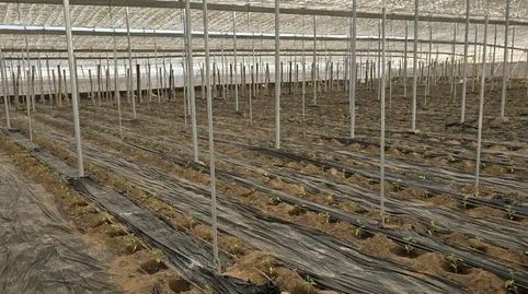 Foto 4 de Finca rústica en venta en Avenida Buenos Aires, 12, Santo Domingo, El Ejido