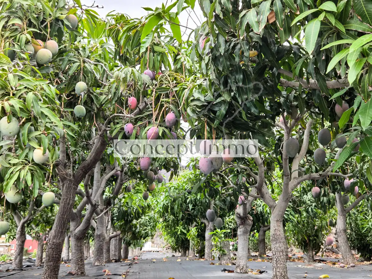 Jardí de Finca rústica en venda en Tamaimo - Arguayo