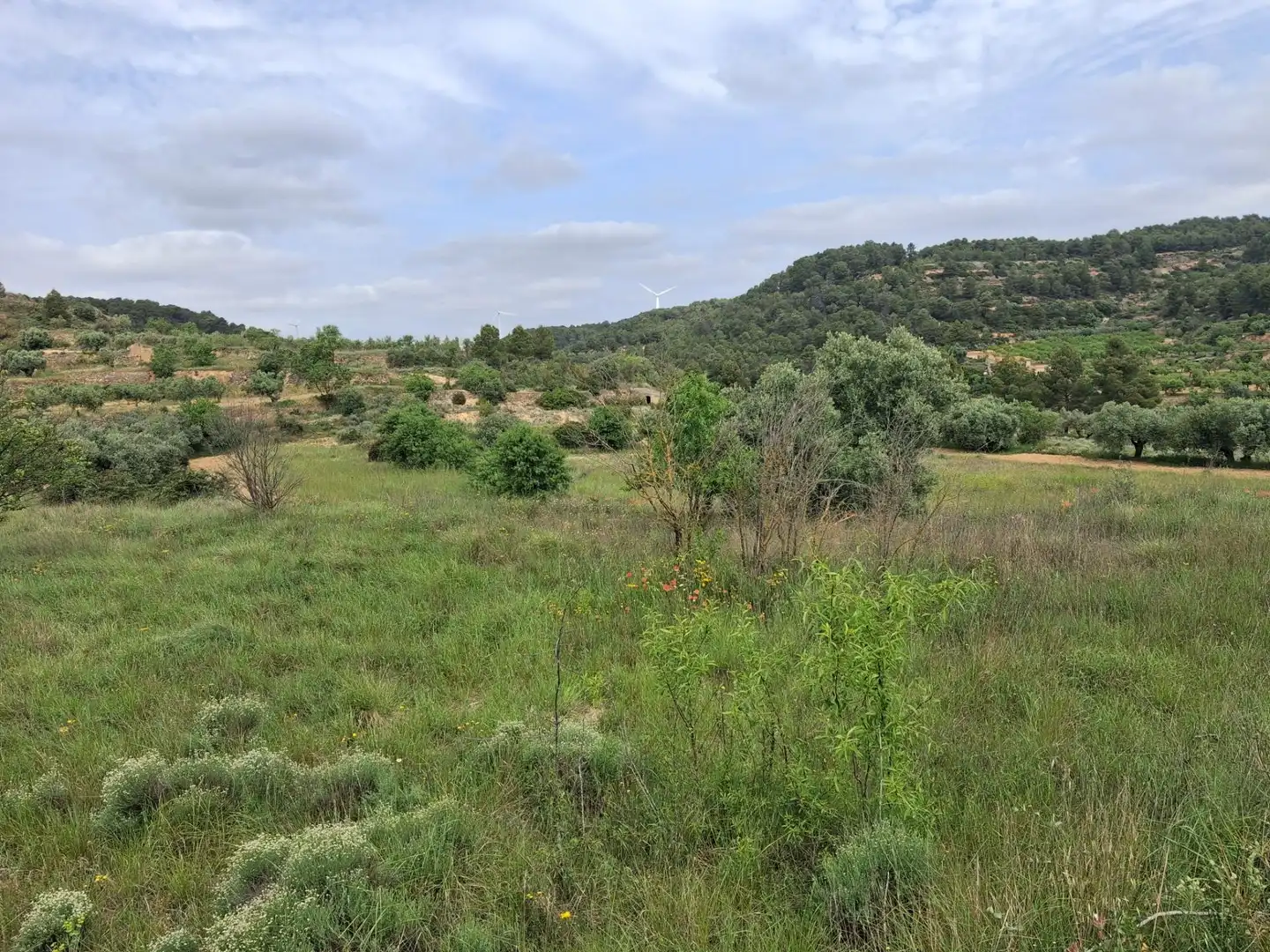 Rural land for sale in Gandesa