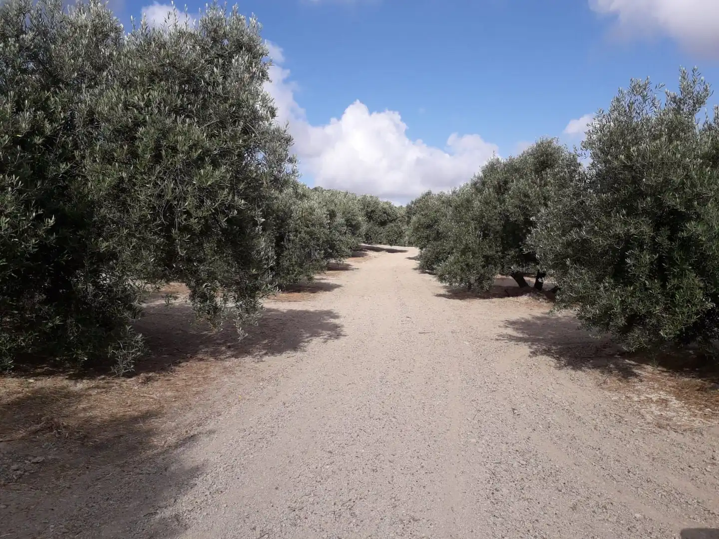 Terrenos y solares en venta en Úbeda, imagen 10