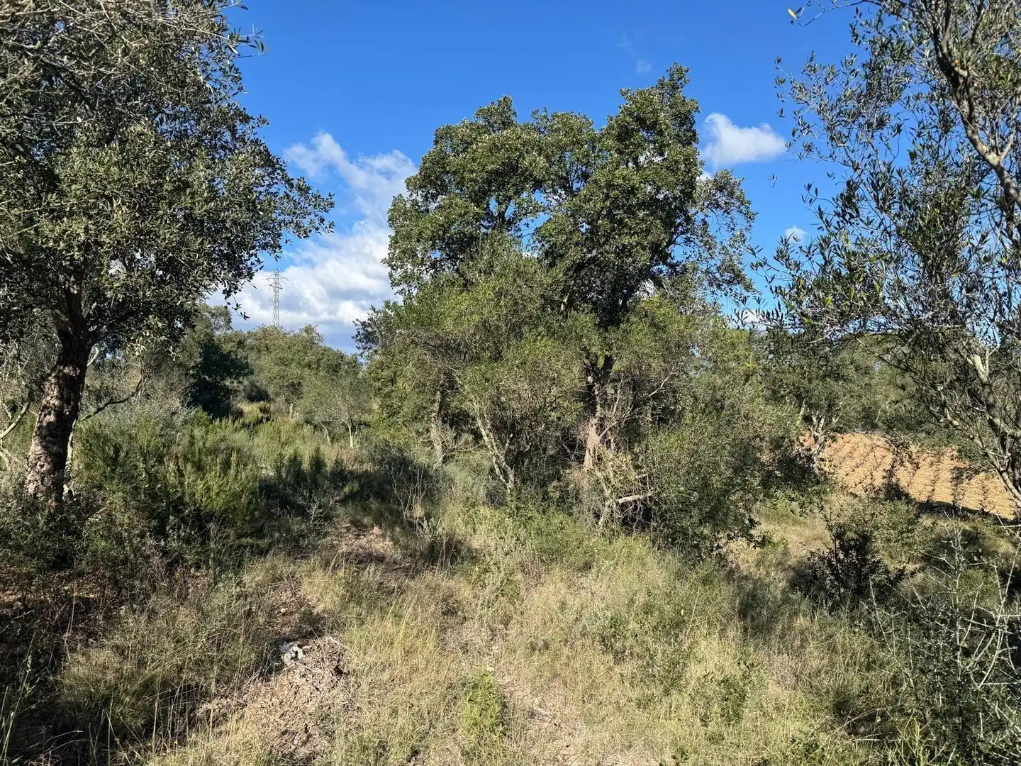 Rural land for sale in Rabós, imagen 12