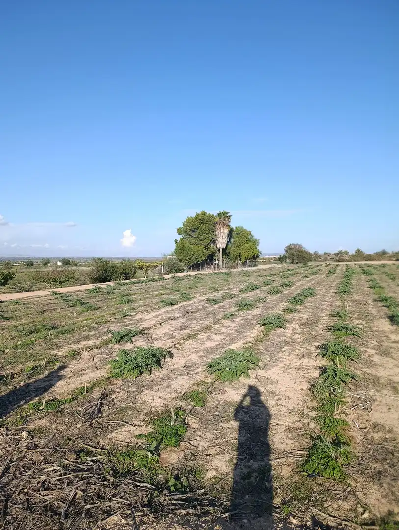 Terrain rustique à vendre à La Marina, imagen 4