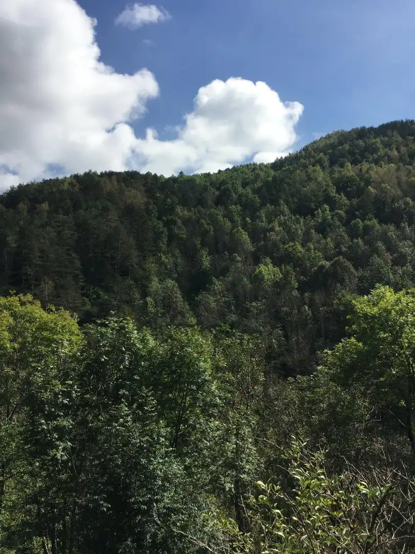 Vista exterior de Casa o xalet en venda en Molló amb Jardí privat, Terrassa i Piscina
