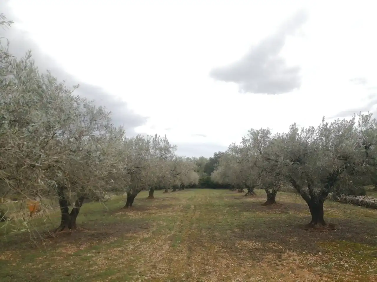 Rural land for sale in Calle Camino de Godall, imagen 14