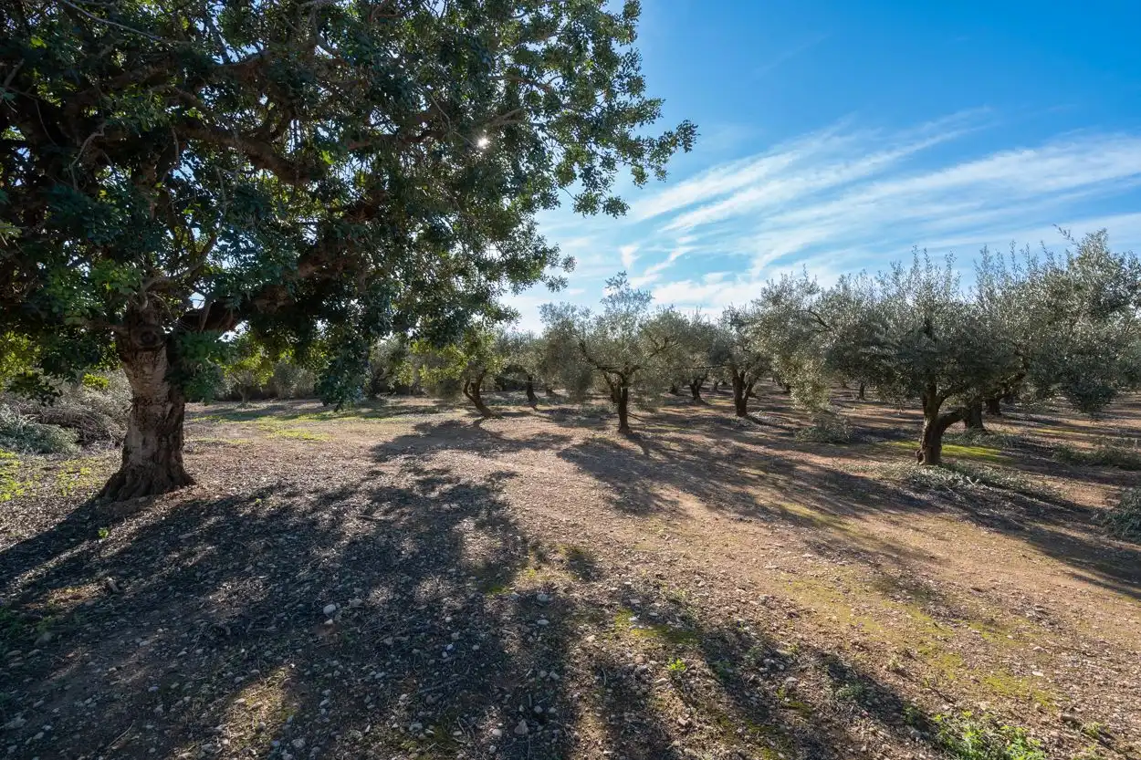 Rustikales Grundstück zum Verkauf in Santa Bàrbara, imagen 9