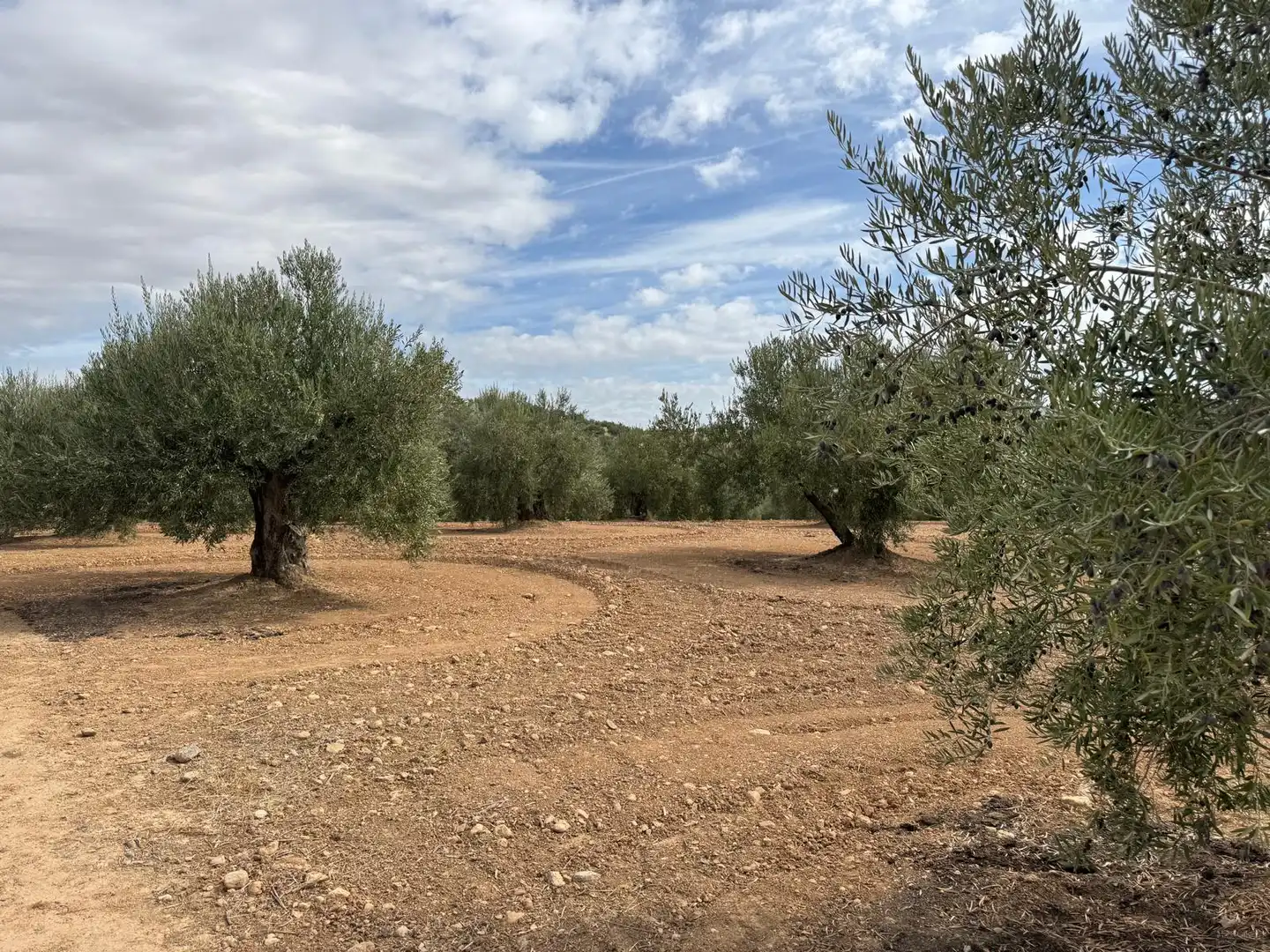 Terreni e lotti in vendita a Alcaudete, imagen 2