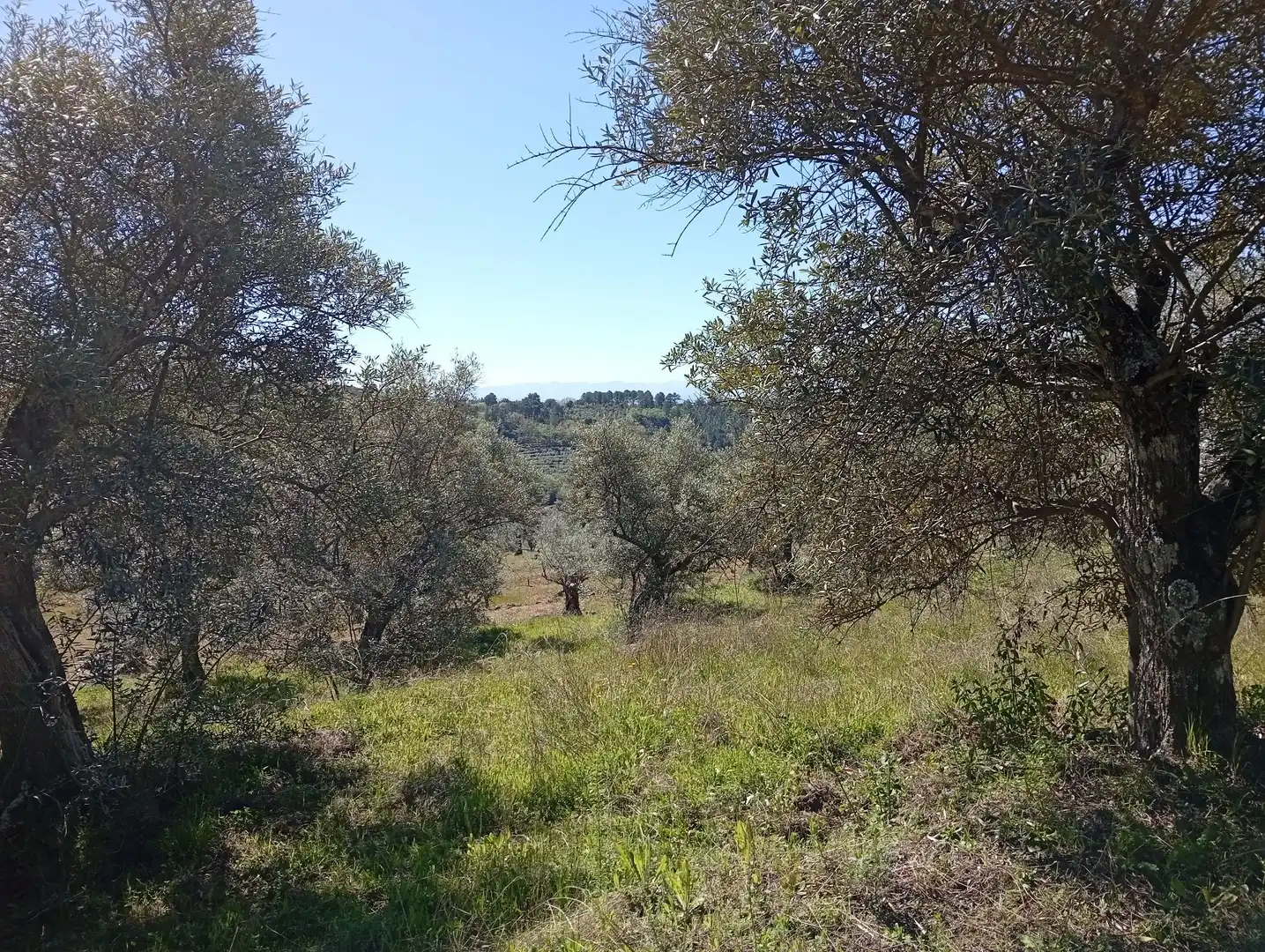 Terreni e lotti in vendita a Valverde de la Vera, imagen 30
