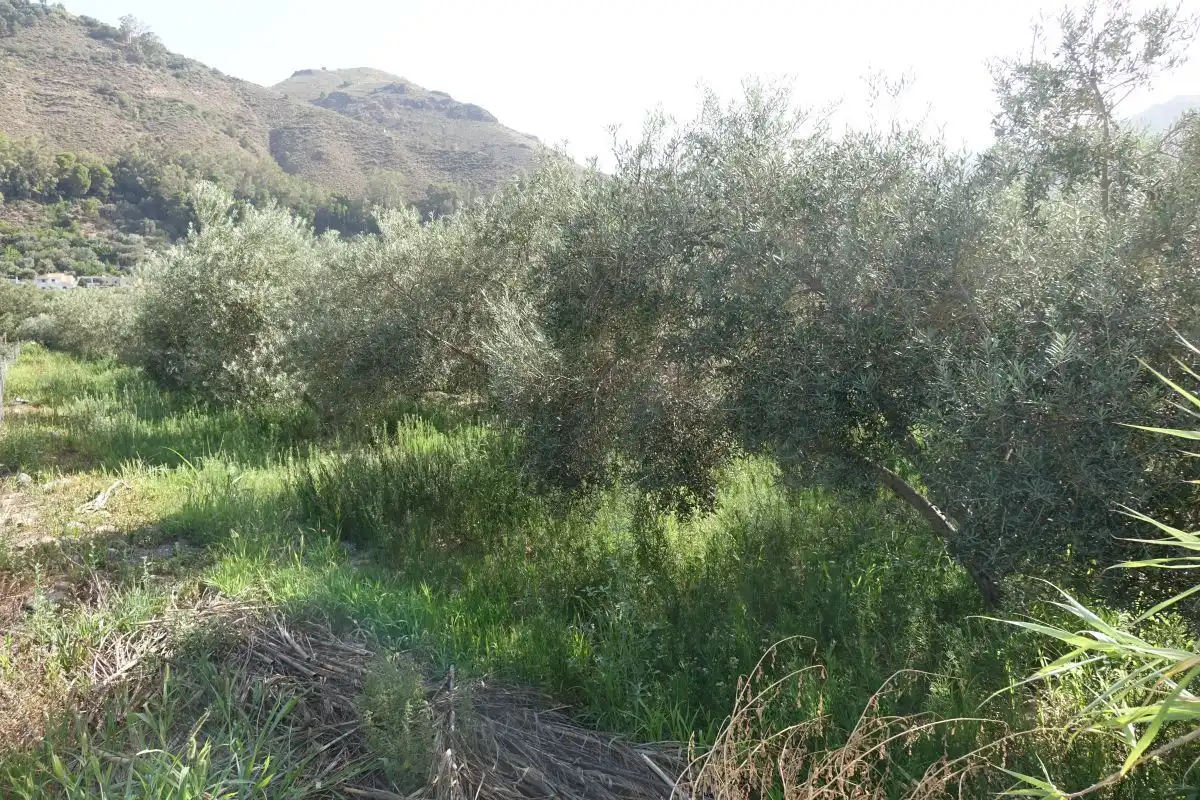 Finca rústica en venta en Órgiva