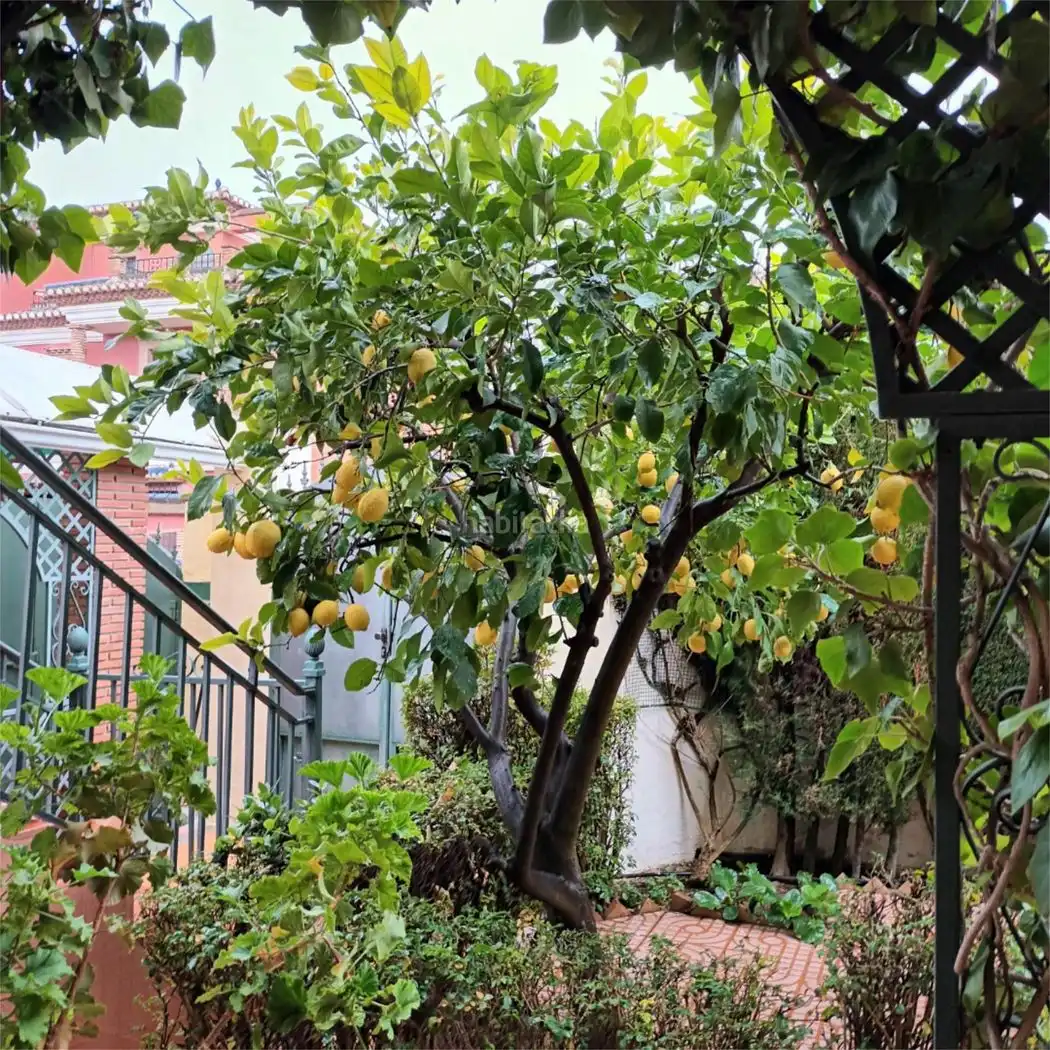 House with garden for sale in Calle Álamos 6, imagen 23
