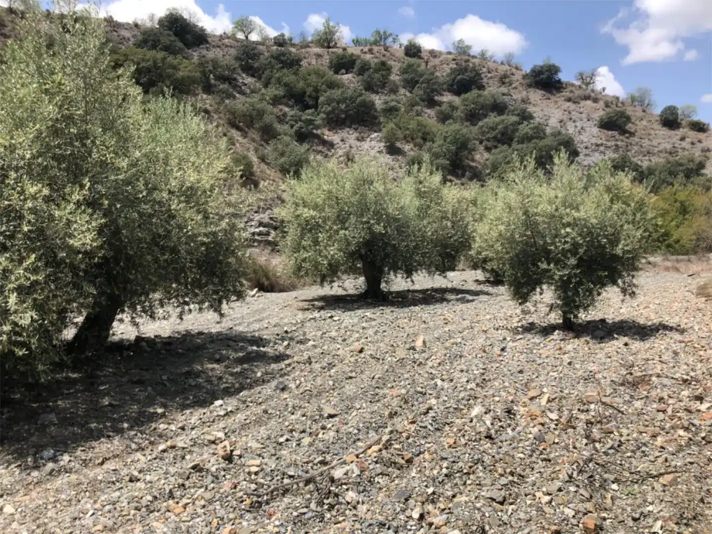 Land for sale in Lorca