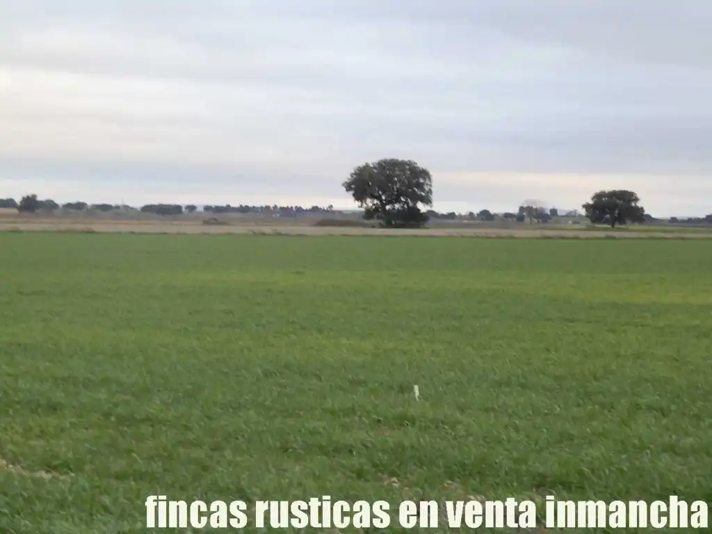 Terreno rústico en venta en Daimiel, imagen 17