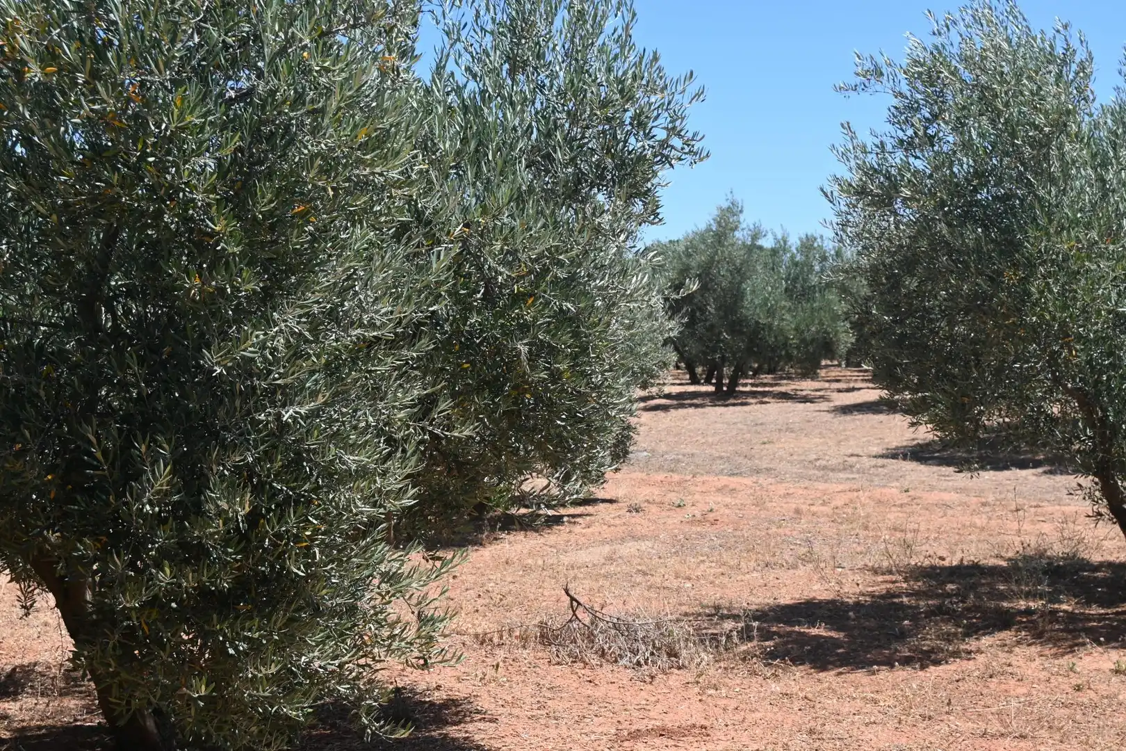 Terreni e lotti in vendita a Albolote