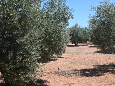Rustikales Grundstück zum Verkauf in Centro de Albolote