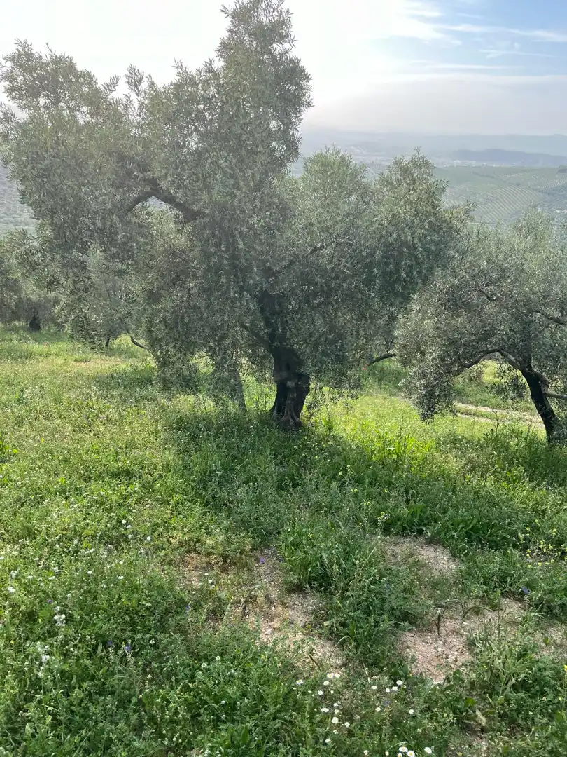 Terreno rustico in vendita a Cabra, imagen 10