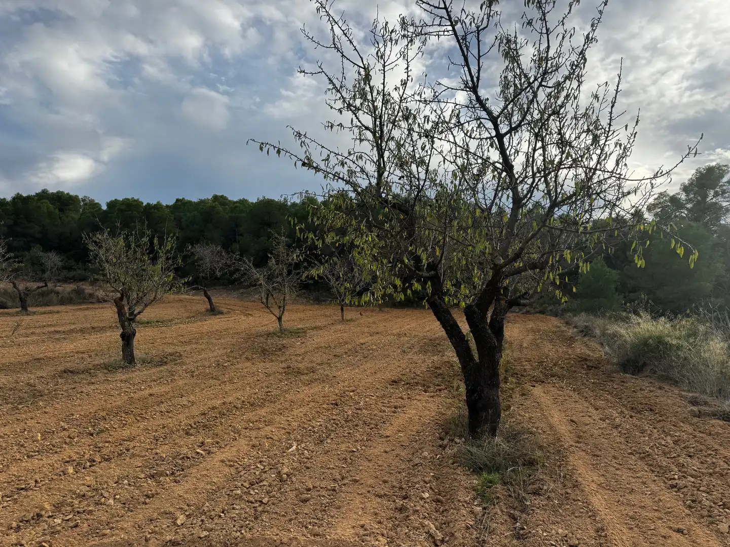 Terreni e lotti in vendita a Alcañiz, imagen 3
