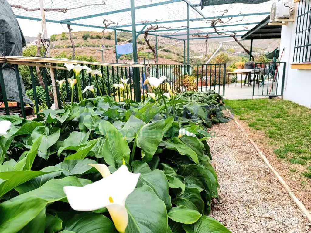 Jardí de Finca rústica en venda en Vélez-Málaga amb Aire condicionat, Jardí privat i Traster