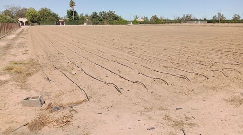 Campo kakis 10,25 han. guadassuar evols-ciscars, imatge 4