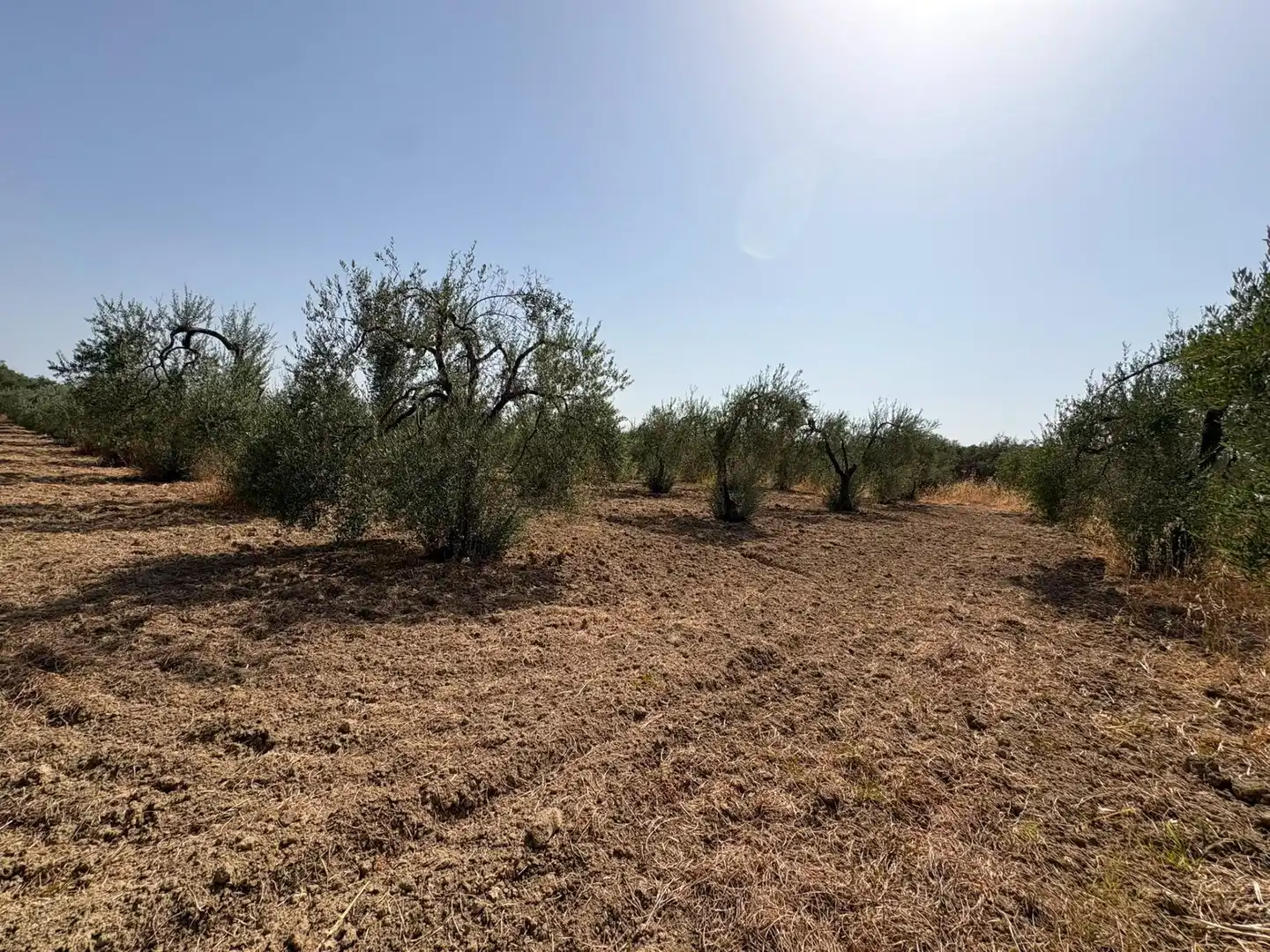 Terreno en venta en Espartinas