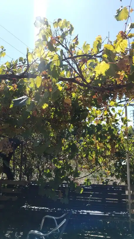 Terreny rústic en venda a Vall-llobrega, imagen 3