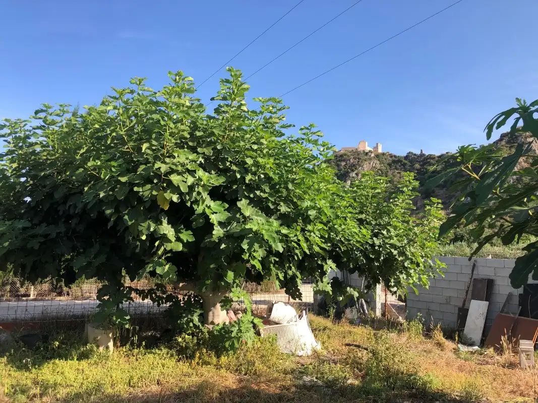 Terreno en venta en Gandia