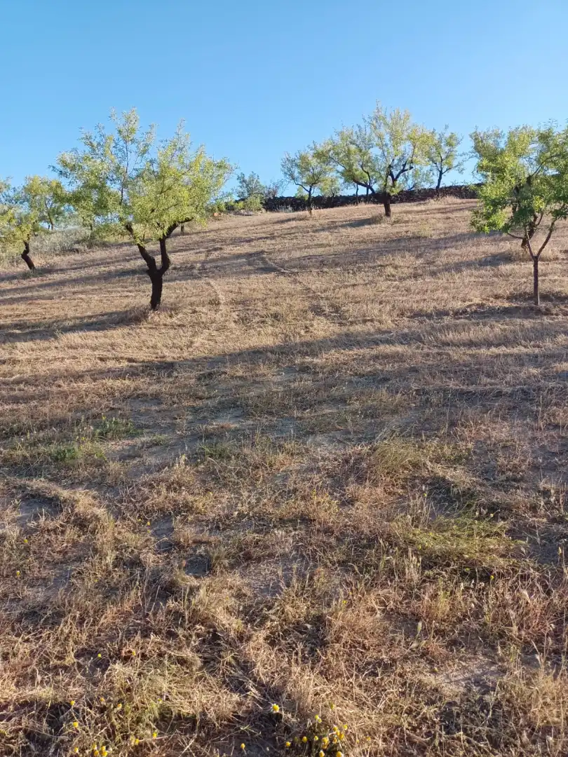 Rural land for sale in Nigüelas, imagen 3