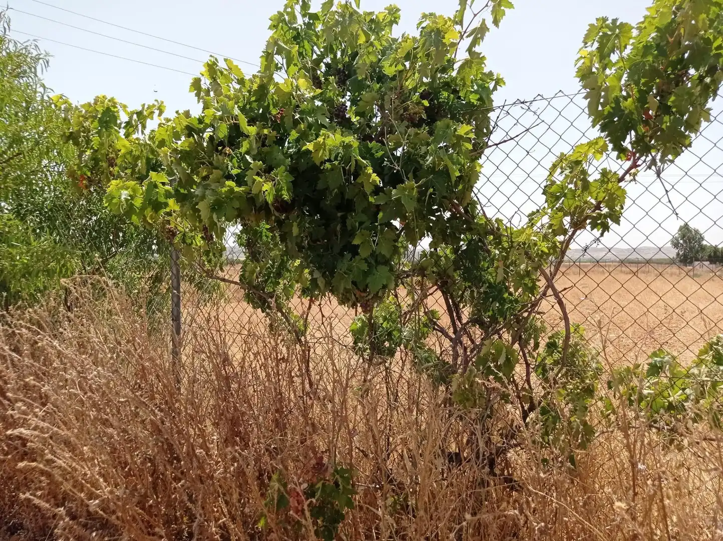 Terreno rustico in vendita a Pozuelo de Calatrava, imagen 5