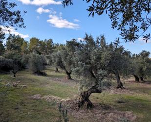 Land for sale in Arens de Lledó