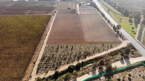 Foto 3 de Finca rústica en venta en Polígono la Ballena Poligono 9 Parcela 9, Las Tres Piedras - Costa Ballena, Chipiona