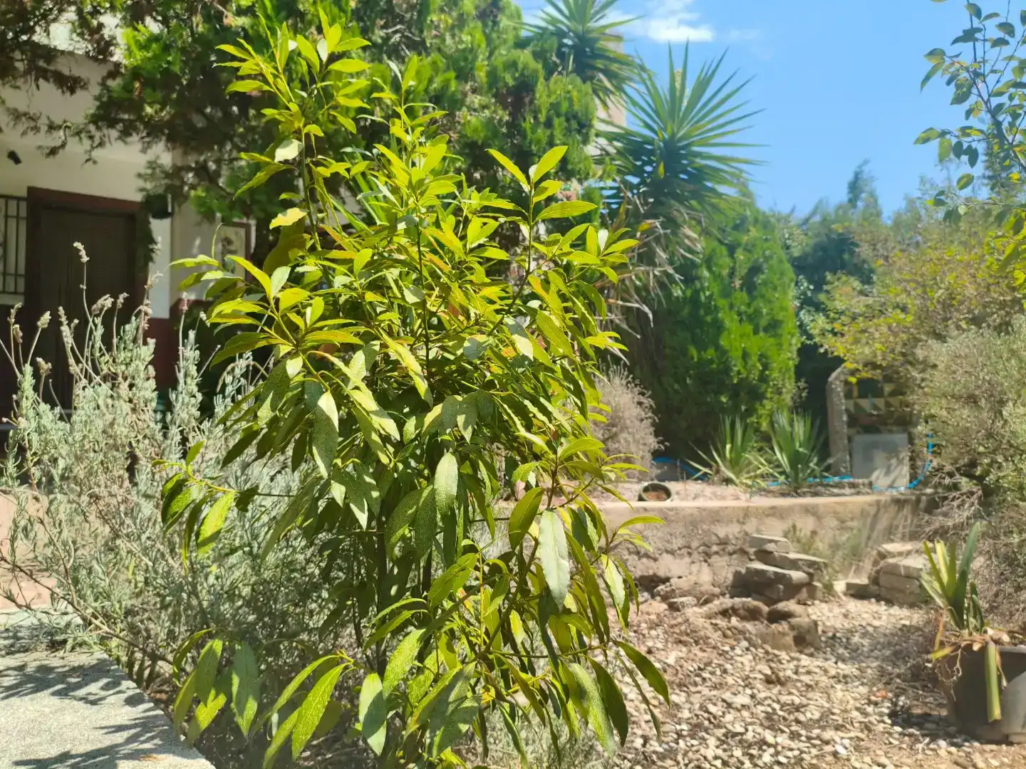 Jardí de Casa o xalet en venda en Maçanet de la Selva amb Piscina i Balcó