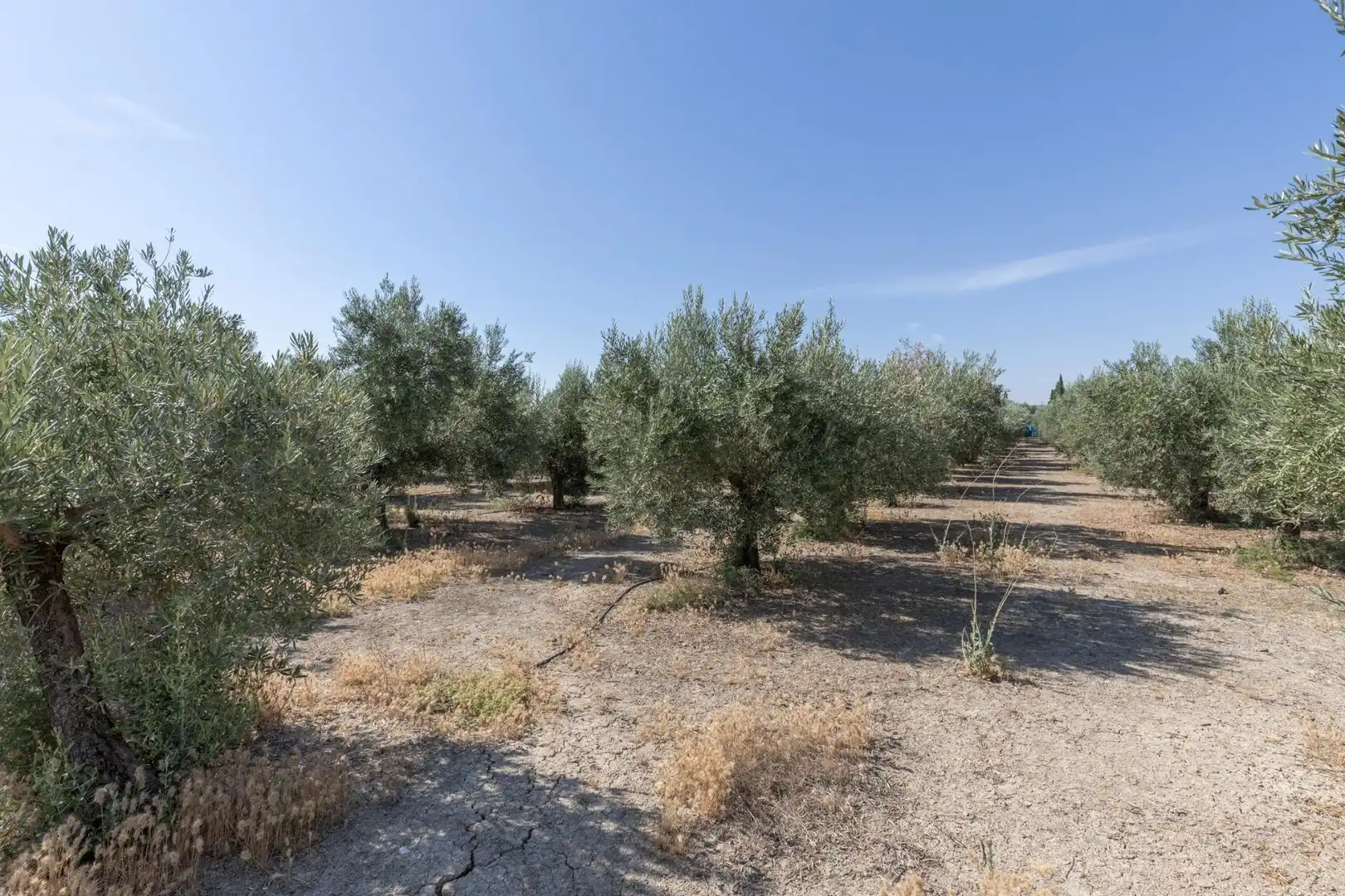 Lands and plots for sale in DISEMINADOS 0, imagen 8