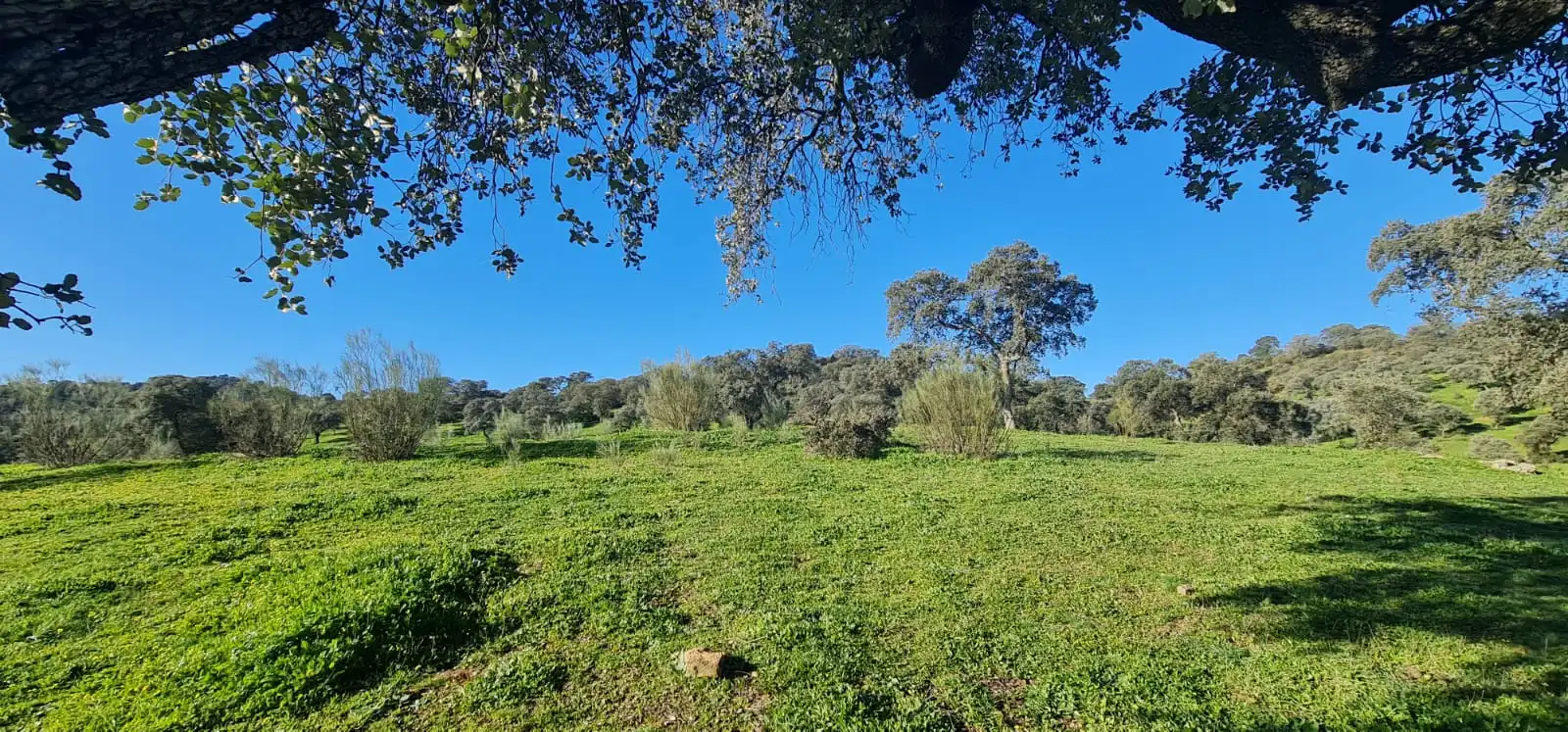 Rural land for sale in Espiel, imagen 3