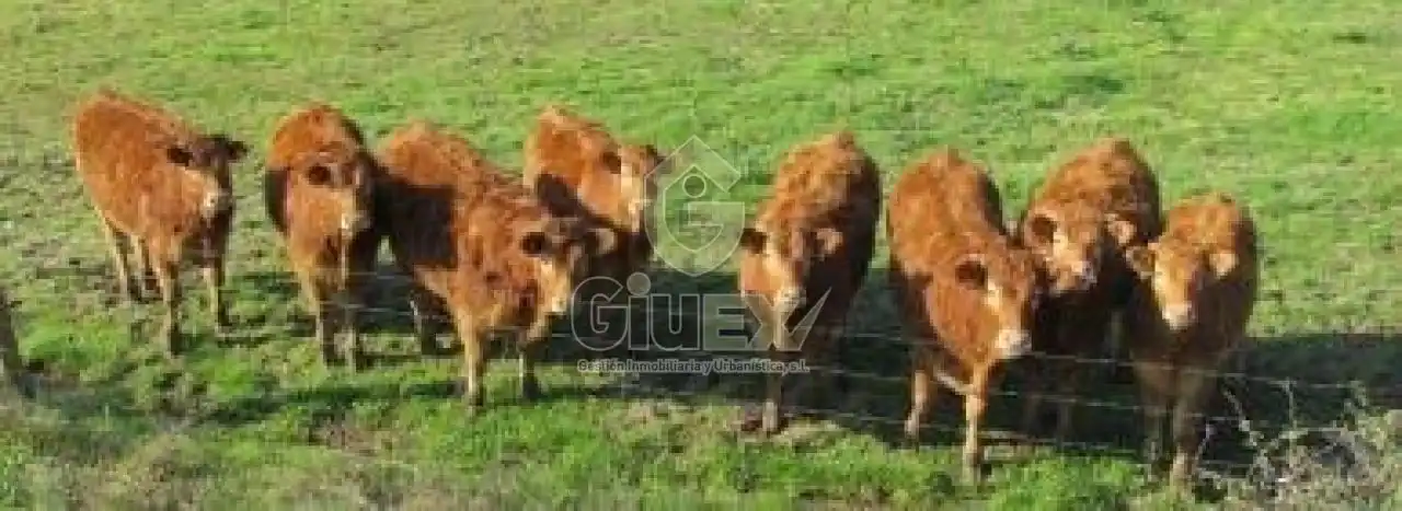 Land for sale in Los Pozuelos de Calatrava  