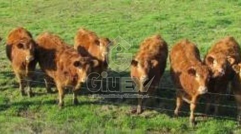 Foto 5 von Grundstücke zum Verkauf in Los Pozuelos de Calatrava , Ciudad Real