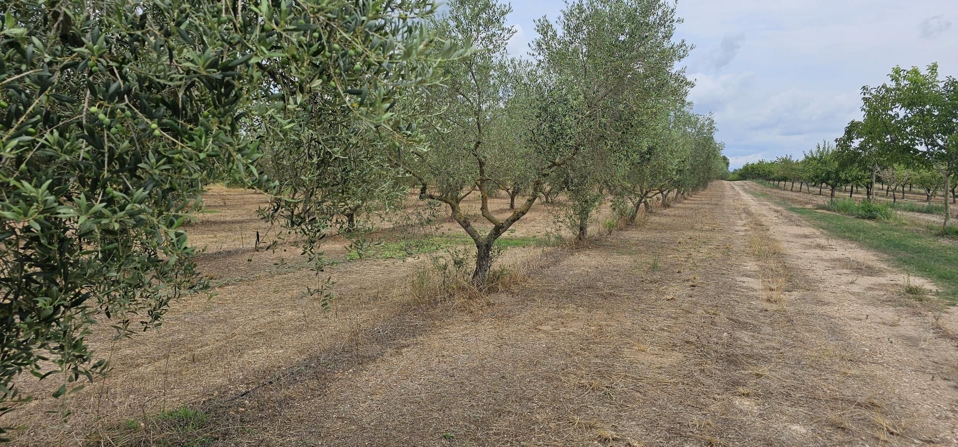 Land for sale in Móra d'Ebre