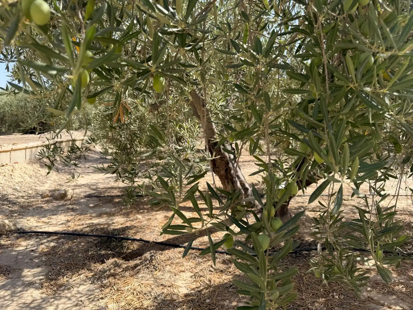 Rustikales Grundstück zum Verkauf in Abanilla, imagen 5