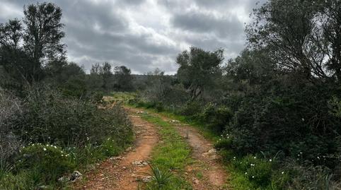 Foto 4 de Finca rústica en venta en Ds Polígono 16 Parcela 537 Son Trompa, Campos poble, Campos