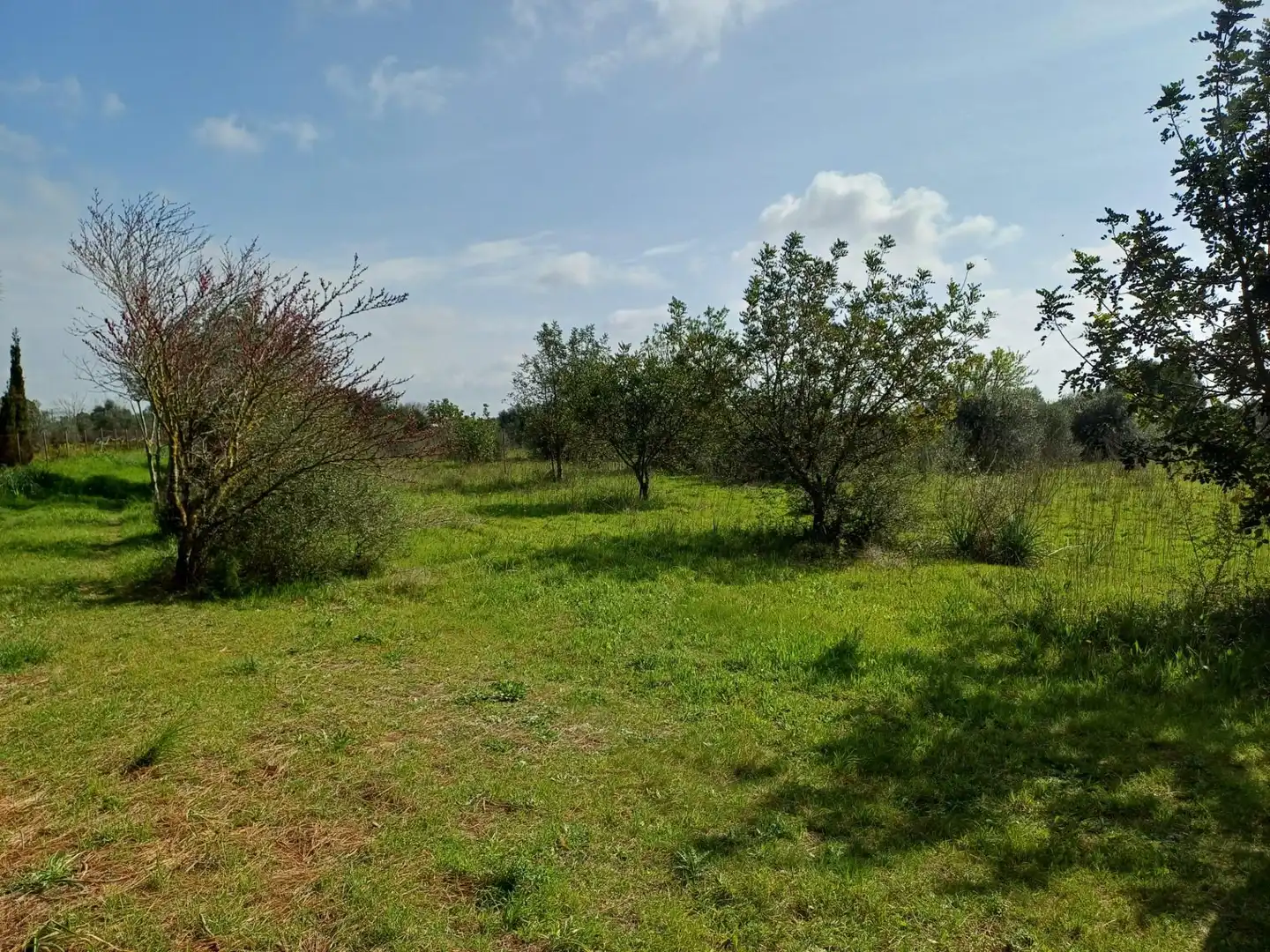 Maison rustique à vendre à Santa María del Camí, imagen 4