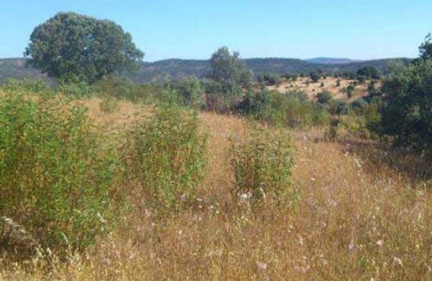 Land for sale in Santiago de Alcántara